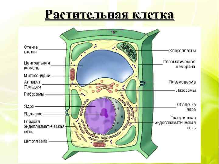 На рисунке изображена растительная клетка в разные периоды