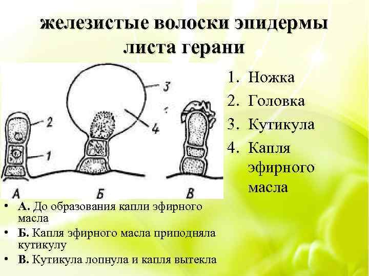 железистые волоски эпидермы листа герани 1. 2. 3. 4. • А. До образования капли