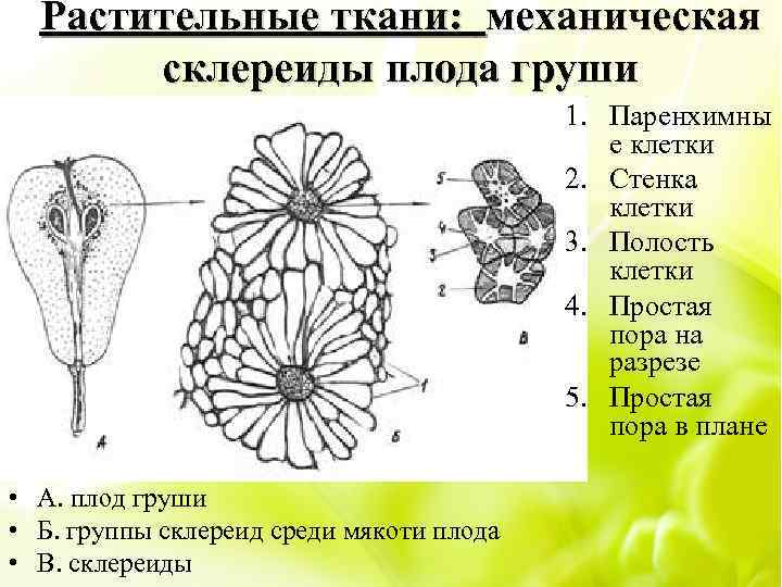 На рисунке изображены две клетки