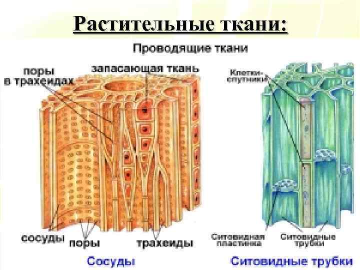 Растительные ткани картинки