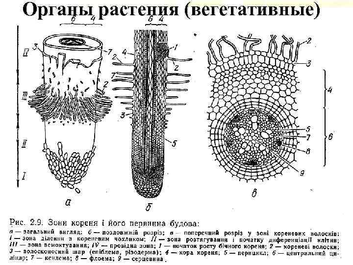 Органы растения (вегетативные) 