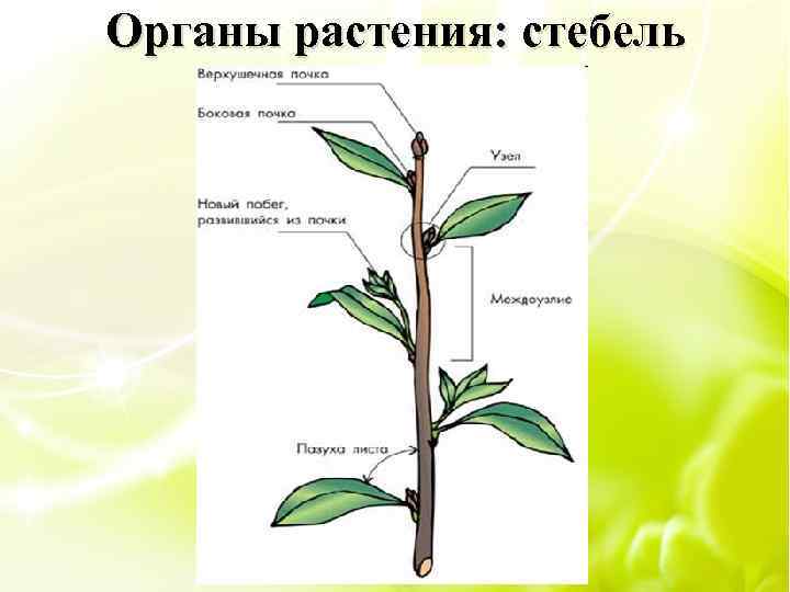 Органы растения: стебель 