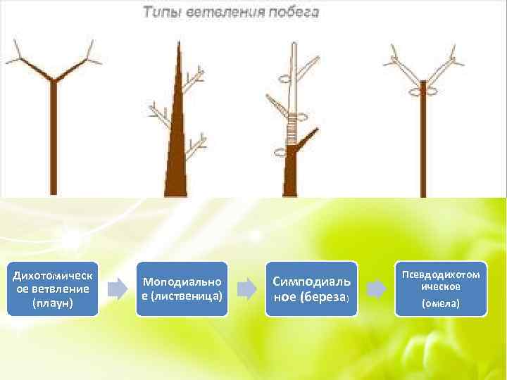 Дихотомическ ое ветвление (плаун) Моподиально е (лиственица) Симподиаль ное (береза) Псевдодихотом ическое (омела) 