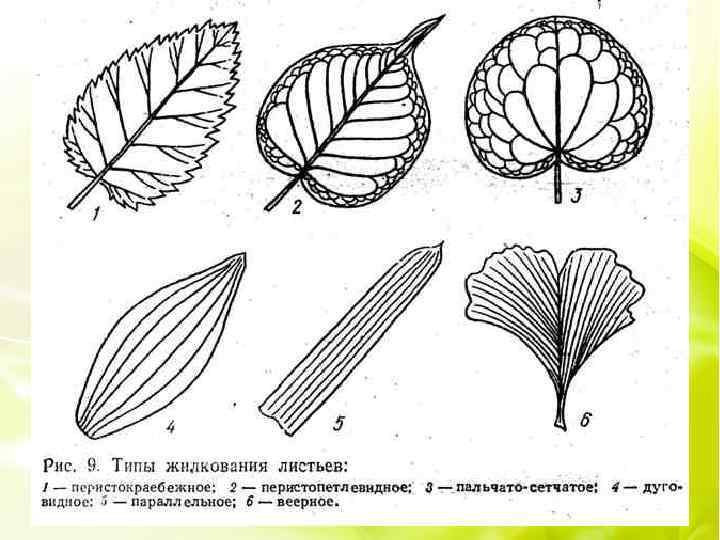Элементы листьев. Типы жилкования растений. Типы жилкования листа растения. Типы жилкования листовой пластинки. Перисто петлевидное жилкование.