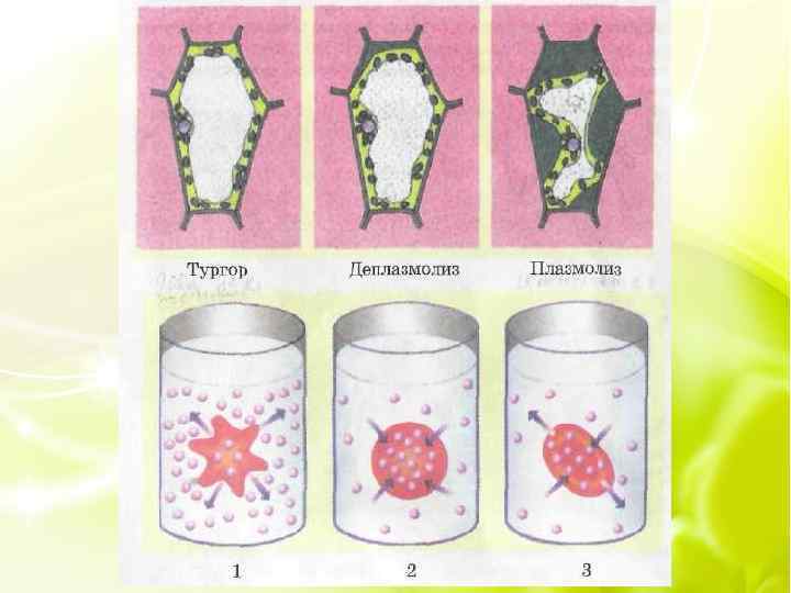 Плазмолиз и деплазмолиз в клетках. Плазмолиз и деплазмолиз. Плазмолиз растительной клетки. Осмос тургор плазмолиз деплазмолиз. Явление плазмолиз и деплазмолиз.