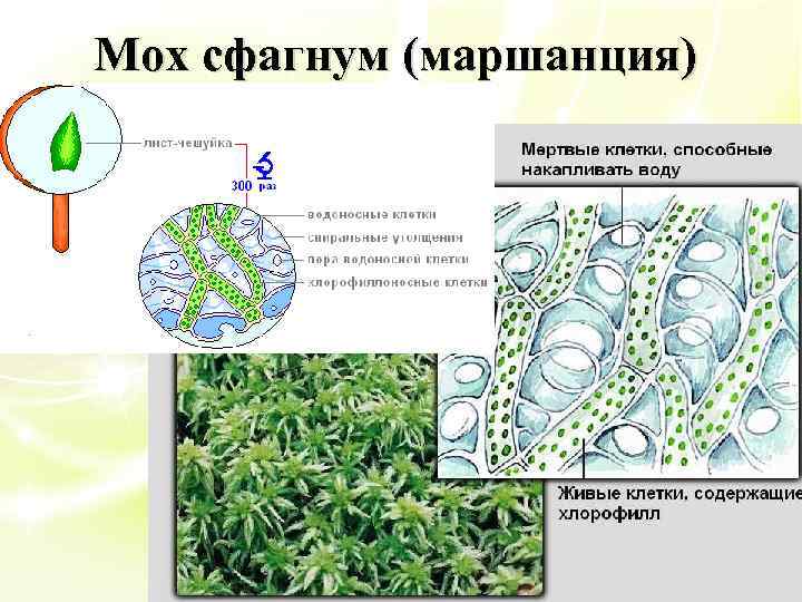 Клетка мха