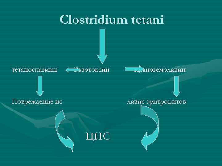 Clostridium tetani тетаноспазмин Экзотоксин Повреждение нс тетаногемолизин лизис эритроцитов ЦНС 