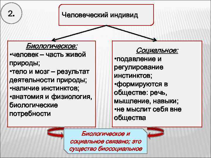 2. Человеческий индивид Биологическое: • человек – часть живой природы; • тело и мозг