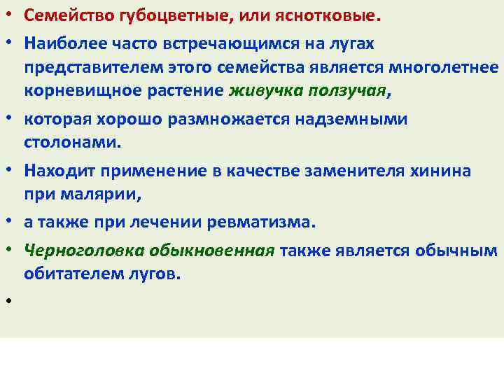  • Семейство губоцветные, или яснотковые. • Наиболее часто встречающимся на лугах представителем этого