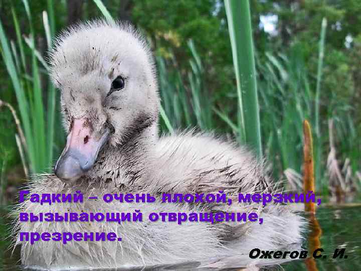 Гадкий – очень плохой, мерзкий, вызывающий отвращение, презрение. Ожегов С. И. 