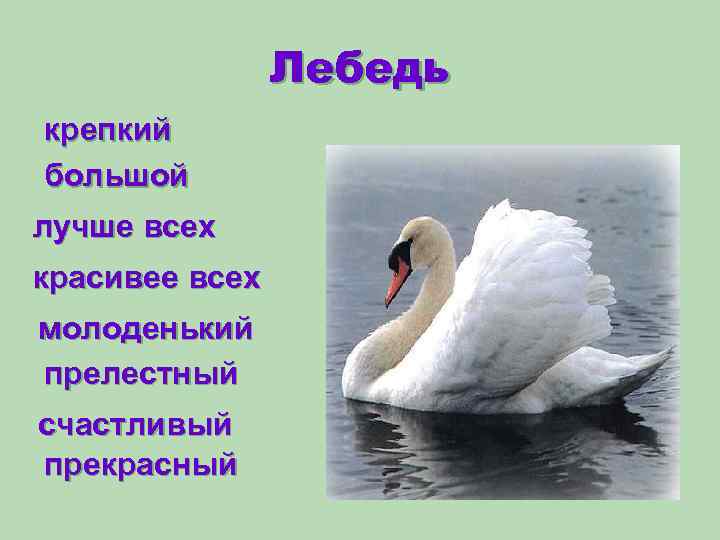 Лебедь крепкий большой лучше всех красивее всех молоденький прелестный счастливый прекрасный 