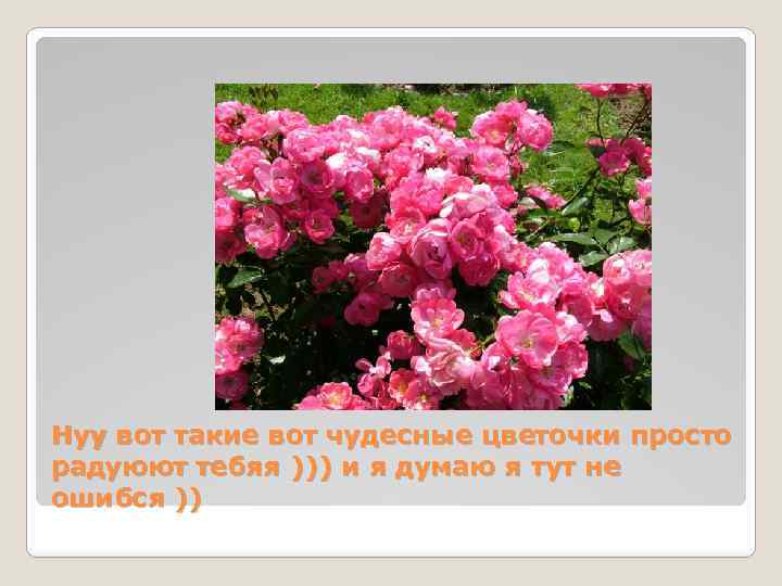 Нуу вот такие вот чудесные цветочки просто радуюют тебяя ))) и я думаю я