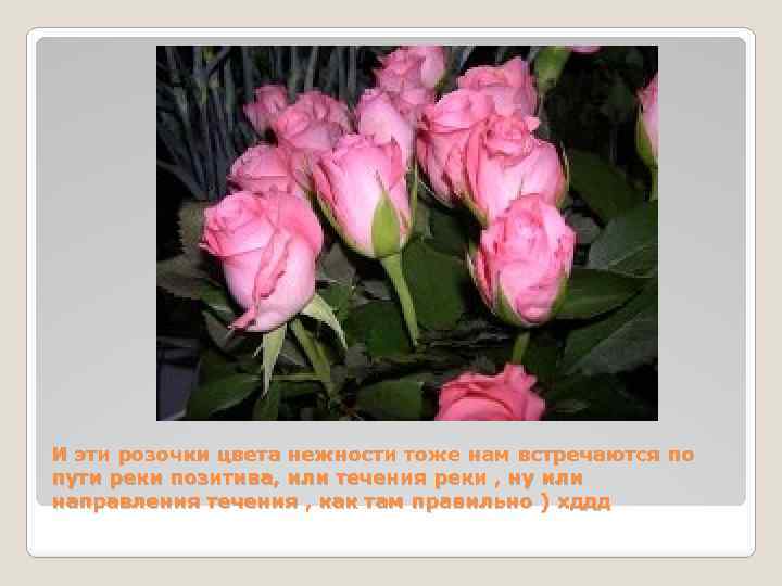 И эти розочки цвета нежности тоже нам встречаются по пути реки позитива, или течения