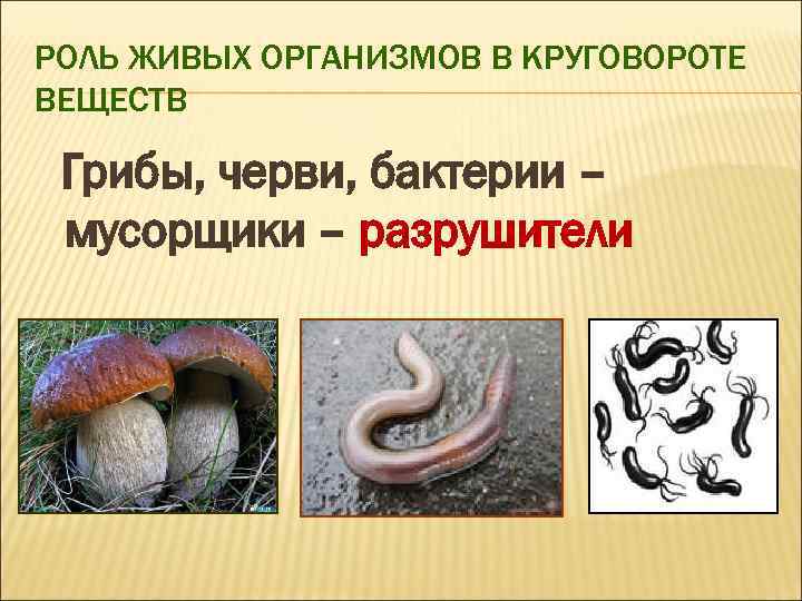 РОЛЬ ЖИВЫХ ОРГАНИЗМОВ В КРУГОВОРОТЕ ВЕЩЕСТВ Грибы, черви, бактерии – мусорщики – разрушители 