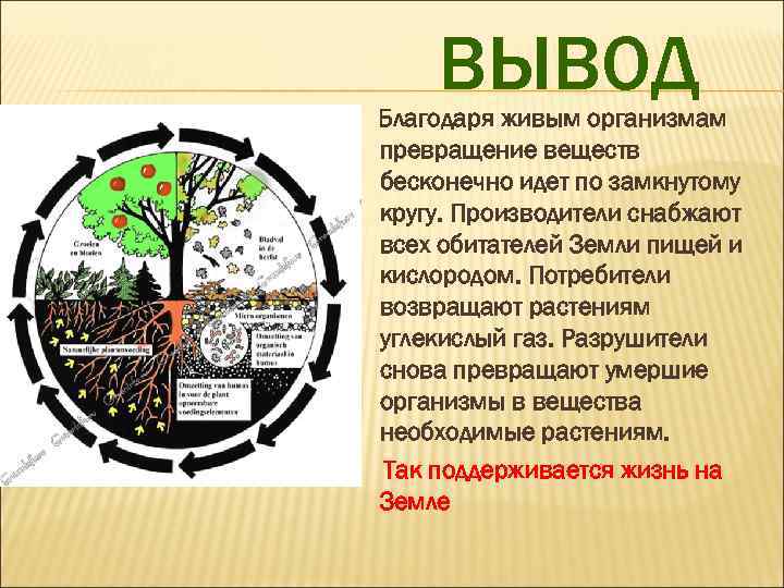 ВЫВОД Благодаря живым организмам превращение веществ бесконечно идет по замкнутому кругу. Производители снабжают всех