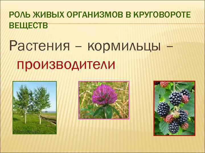 РОЛЬ ЖИВЫХ ОРГАНИЗМОВ В КРУГОВОРОТЕ ВЕЩЕСТВ Растения – кормильцы – производители 