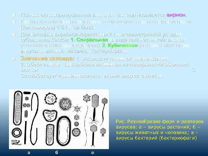 n n Полностью сформированная вирусная частица называется вирион. Капсид состоит из многократно повторяющихся полипептидных