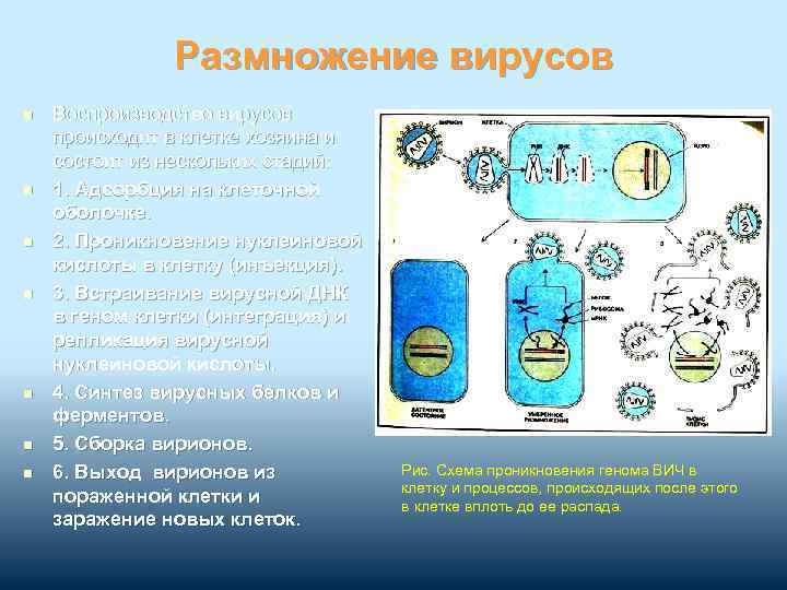 Размножение вирусов n n n n Воспроизводство вирусов происходит в клетке хозяина и состоит