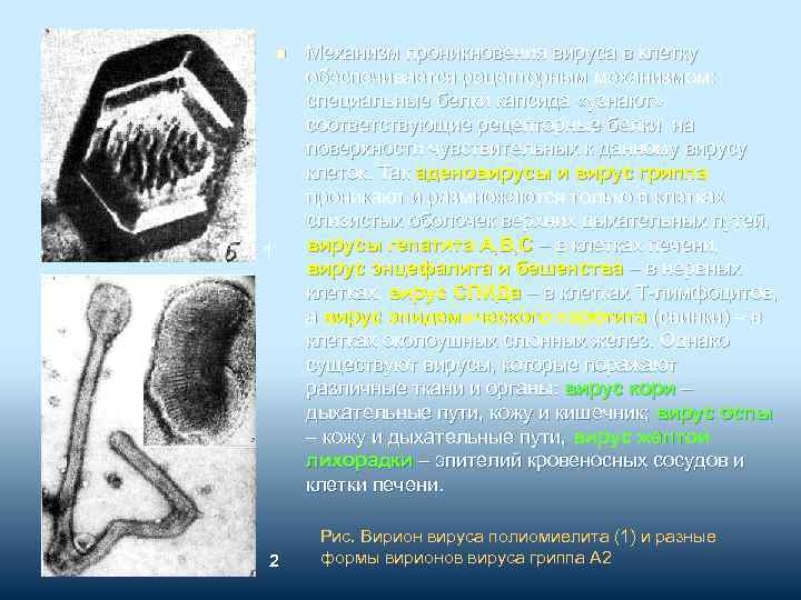 n 1 2 Механизм проникновения вируса в клетку обеспечивается рецепторным механизмом: специальные белки капсида