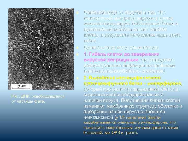 n n Рис. ДНК, освободившаяся от частицы фага. Основной вред от вирусов в том.