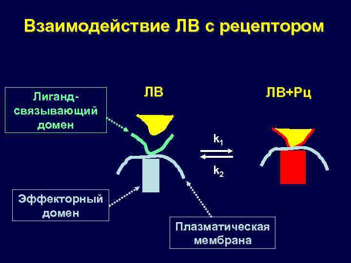 Вещество рецепторы. Лиганд-рецепторное взаимодействие. Взаимодействие с рецептором. Взаимодействие рецепторов с лигандами. Лиганд рецепторный комплекс.