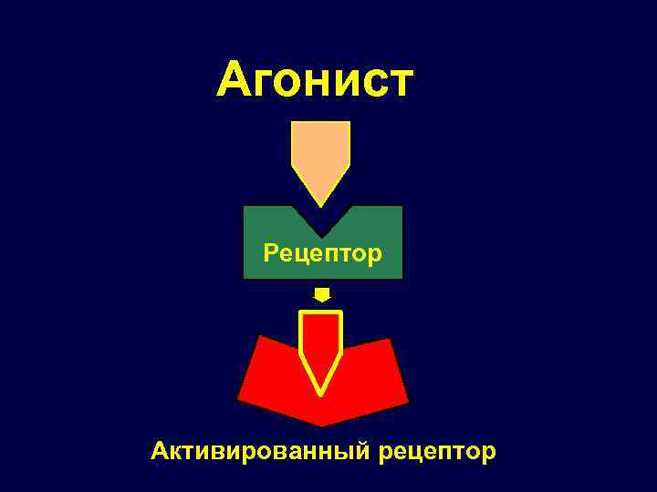 Агонист Рецептор Активированный рецептор 