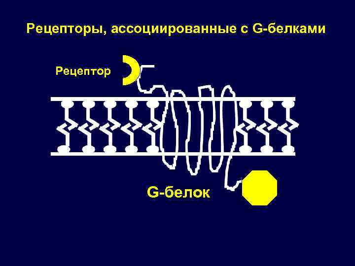 Рецепторы, ассоциированные с G-белками Рецептор G-белок 