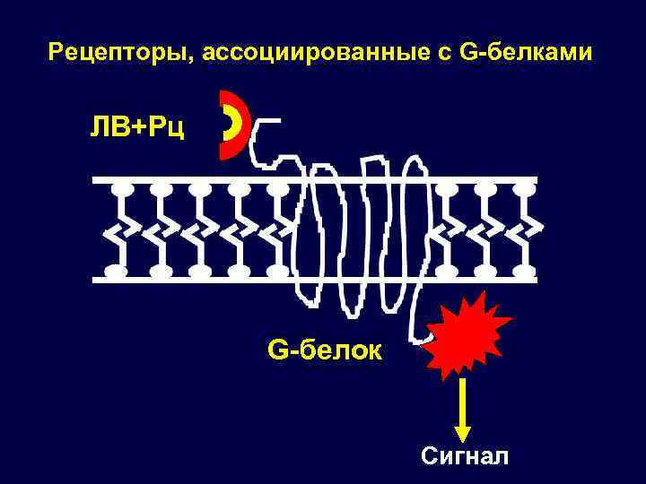 Рецепторы, ассоциированные с G-белками ЛВ+Рц G-белок Сигнал 