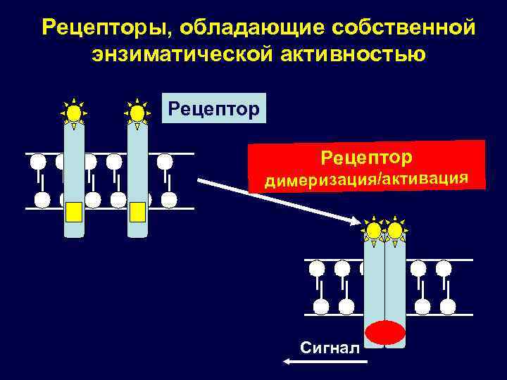 Рецепторы, обладающие собственной энзиматической активностью Рецептор димеризация/активация Сигнал 