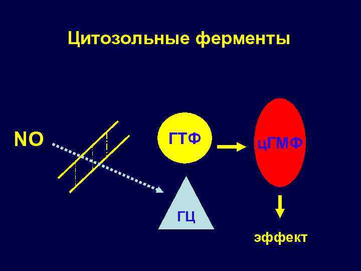Цитозольные ферменты NO ГТФ ц. ГМФ ГЦ эффект 