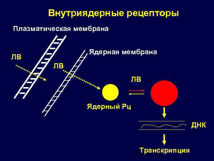 Внутриядерные рецепторы Плазматическая мембрана Ядерная мембрана ЛВ ЛВ ЛВ Ядерный Рц ДНК Транскрипция 