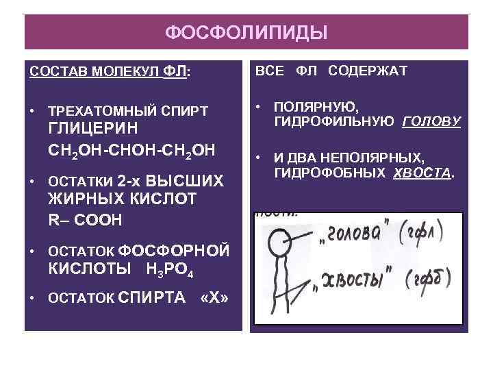 ФОСФОЛИПИДЫ СОСТАВ МОЛЕКУЛ ФЛ: ВСЕ ФЛ СОДЕРЖАТ • ТРЕХАТОМНЫЙ СПИРТ • ПОЛЯРНУЮ, ГИДРОФИЛЬНУЮ ГОЛОВУ