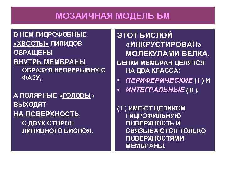 МОЗАИЧНАЯ МОДЕЛЬ БМ В НЕМ ГИДРОФОБНЫЕ «ХВОСТЫ» ЛИПИДОВ ОБРАЩЕНЫ ЭТОТ БИСЛОЙ «ИНКРУСТИРОВАН» МОЛЕКУЛАМИ БЕЛКА.