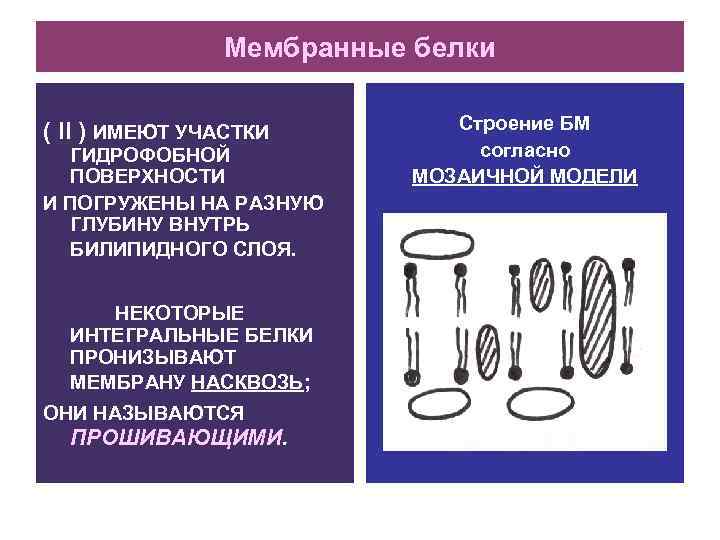 Мембранные белки ( II ) ИМЕЮТ УЧАСТКИ ГИДРОФОБНОЙ ПОВЕРХНОСТИ И ПОГРУЖЕНЫ НА РАЗНУЮ ГЛУБИНУ