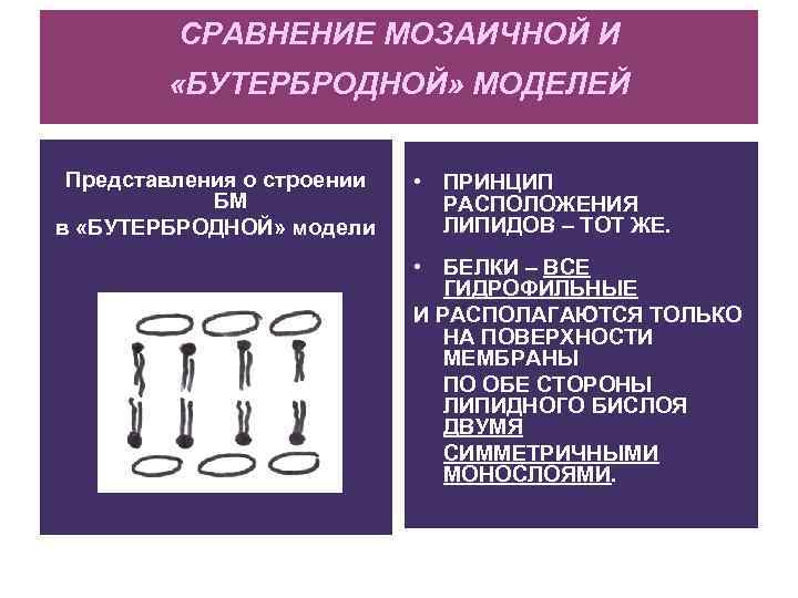 СРАВНЕНИЕ МОЗАИЧНОЙ И «БУТЕРБРОДНОЙ» МОДЕЛЕЙ Представления о строении БМ в «БУТЕРБРОДНОЙ» модели • ПРИНЦИП