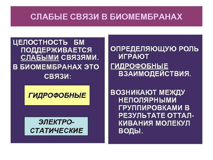 СЛАБЫЕ СВЯЗИ В БИОМЕМБРАНАХ ЦЕЛОСТНОСТЬ БМ ПОДДЕРЖИВАЕТСЯ СЛАБЫМИ СВЯЗЯМИ. В БИОМЕМБРАНАХ ЭТО СВЯЗИ: ГИДРОФОБНЫЕ