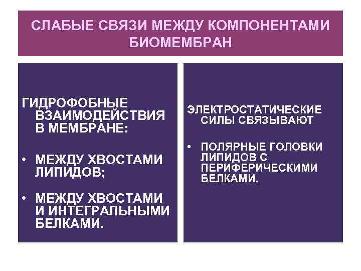 СЛАБЫЕ СВЯЗИ МЕЖДУ КОМПОНЕНТАМИ БИОМЕМБРАН ГИДРОФОБНЫЕ ВЗАИМОДЕЙСТВИЯ В МЕМБРАНЕ: ЭЛЕКТРОСТАТИЧЕСКИЕ СИЛЫ СВЯЗЫВАЮТ • МЕЖДУ