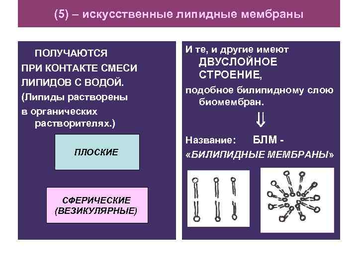 (5) – искусственные липидные мембраны ПОЛУЧАЮТСЯ ПРИ КОНТАКТЕ СМЕСИ ЛИПИДОВ С ВОДОЙ. (Липиды растворены