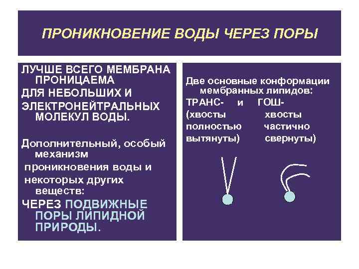 ПРОНИКНОВЕНИЕ ВОДЫ ЧЕРЕЗ ПОРЫ ЛУЧШЕ ВСЕГО МЕМБРАНА ПРОНИЦАЕМА ДЛЯ НЕБОЛЬШИХ И ЭЛЕКТРОНЕЙТРАЛЬНЫХ МОЛЕКУЛ ВОДЫ.