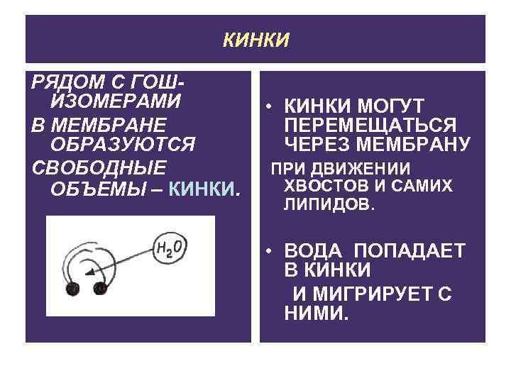 КИНКИ РЯДОМ С ГОШИЗОМЕРАМИ В МЕМБРАНЕ ОБРАЗУЮТСЯ СВОБОДНЫЕ ОБЪЕМЫ – КИНКИ. • КИНКИ МОГУТ