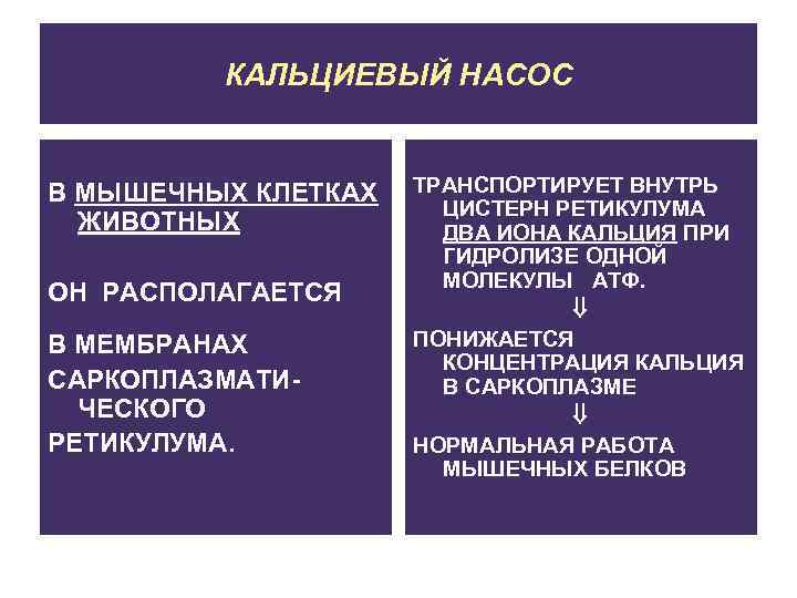 КАЛЬЦИЕВЫЙ НАСОС В МЫШЕЧНЫХ КЛЕТКАХ ЖИВОТНЫХ ОН РАСПОЛАГАЕТСЯ В МЕМБРАНАХ САРКОПЛАЗМАТИЧЕСКОГО РЕТИКУЛУМА. ТРАНСПОРТИРУЕТ ВНУТРЬ