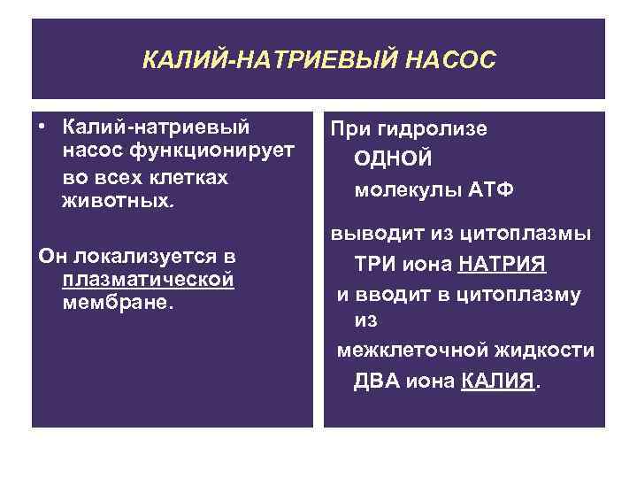 КАЛИЙ-НАТРИЕВЫЙ НАСОС • Калий-натриевый насос функционирует во всех клетках животных. Он локализуется в плазматической