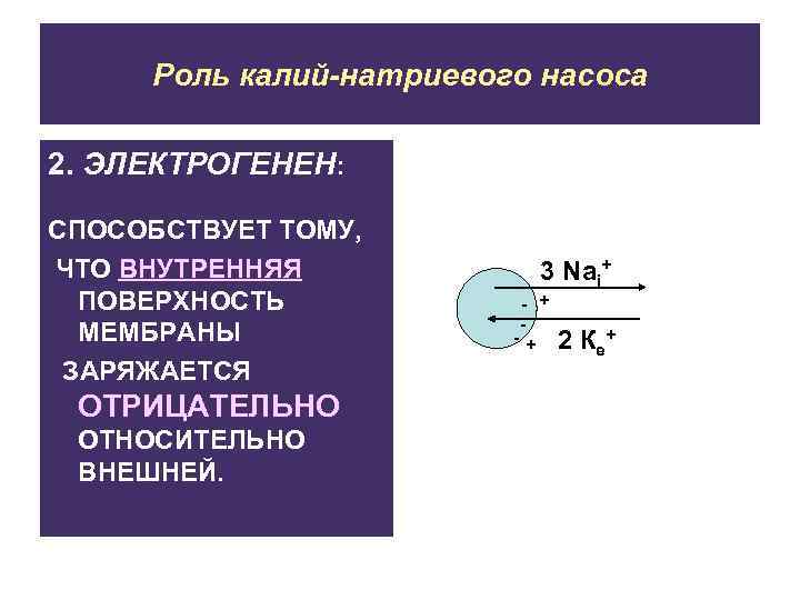 Роль калий-натриевого насоса 2. ЭЛЕКТРОГЕНЕН: СПОСОБСТВУЕТ ТОМУ, ЧТО ВНУТРЕННЯЯ ПОВЕРХНОСТЬ МЕМБРАНЫ ЗАРЯЖАЕТСЯ ОТРИЦАТЕЛЬНО ОТНОСИТЕЛЬНО