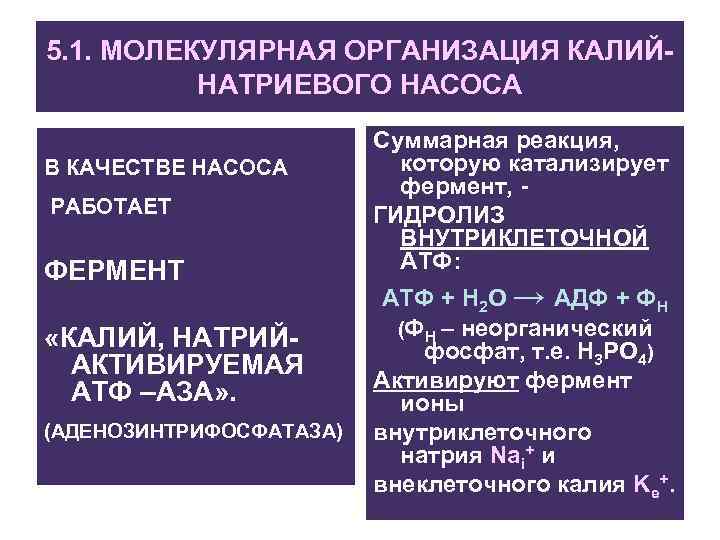 5. 1. МОЛЕКУЛЯРНАЯ ОРГАНИЗАЦИЯ КАЛИЙНАТРИЕВОГО НАСОСА В КАЧЕСТВЕ НАСОСА РАБОТАЕТ ФЕРМЕНТ «КАЛИЙ, НАТРИЙАКТИВИРУЕМАЯ АТФ