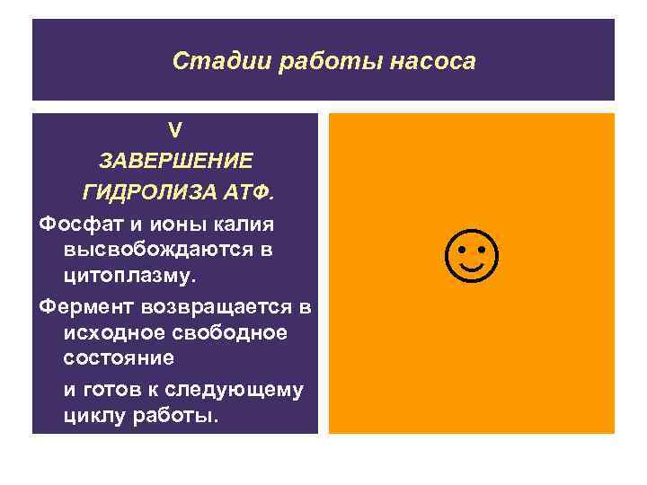 Стадии работы насоса V ЗАВЕРШЕНИЕ ГИДРОЛИЗА АТФ. Фосфат и ионы калия высвобождаются в цитоплазму.