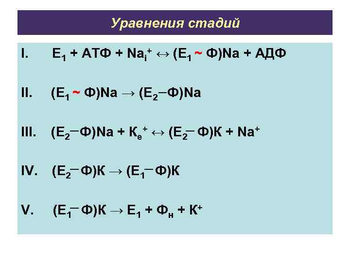 Уравнения стадий I. E 1 + ATФ + Nai+ ↔ (E 1 ~ Ф)Na