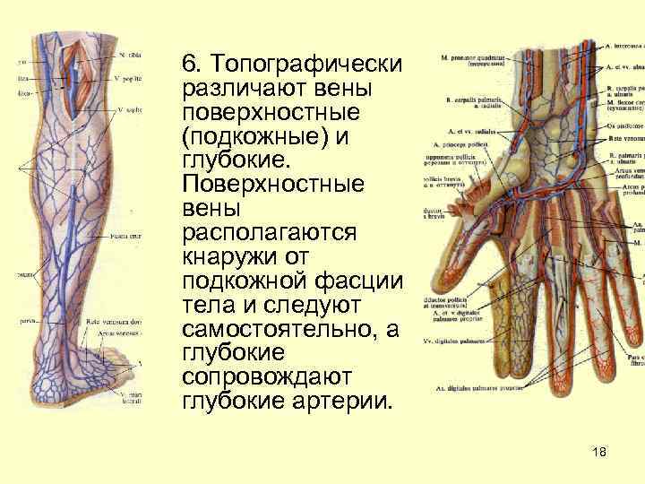 Поверхностные и глубокие вены конечностей. Поверхностные подкожные вены. Поверхностные и глубокие вены. Поверхностные вены верхней и нижней конечностей.