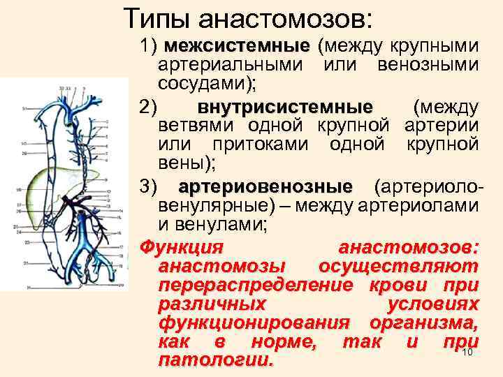 Типы анастомозов: 1) межсистемные (между крупными артериальными или венозными сосудами); 2) внутрисистемные (между ветвями
