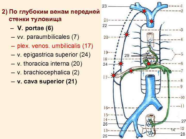2) По глубоким венам передней стенки туловища – V. portae (6) – vv. paraumbilicales