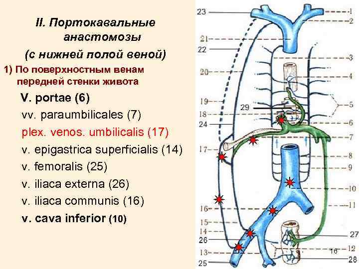 II. Портокавальные анастомозы (с нижней полой веной) 1) По поверхностным венам передней стенки живота